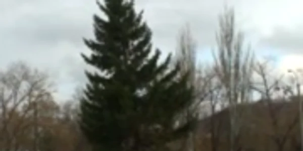 Bradul din Căuşeni poate să cadă