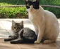 Pisicuțele de care are grijă Florin Niță. Foto Protecția animalelor CJ Ilfov