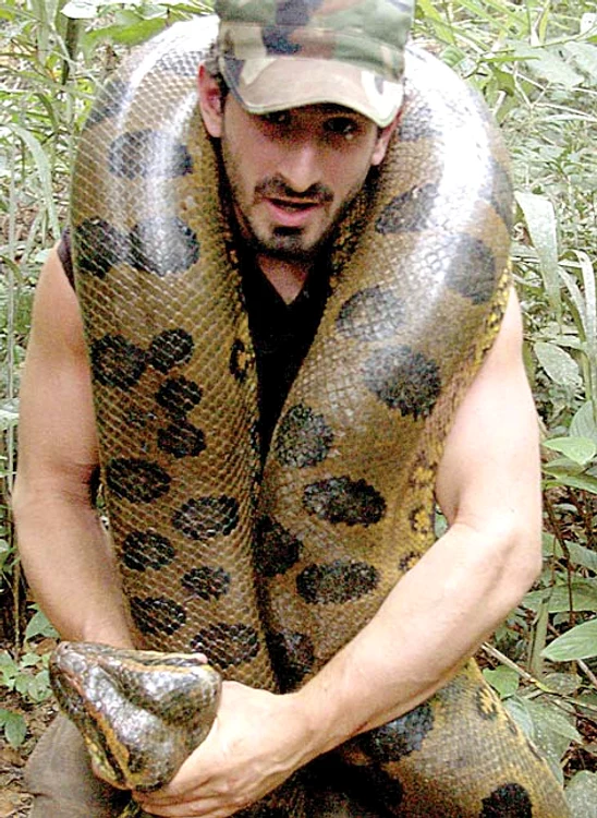 În stomacul acestui anaconda Rosolie va petrece câteva minute bune