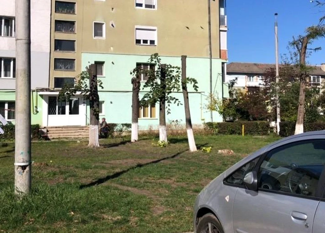 Coroana copacilor a fost tăiată ilegal FOTO Garda de Mediu Bacău
