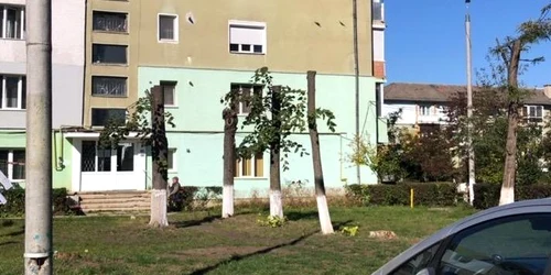 taiere ilegala copaci Onesti FOTO Garda de Mediu Bacau jpg