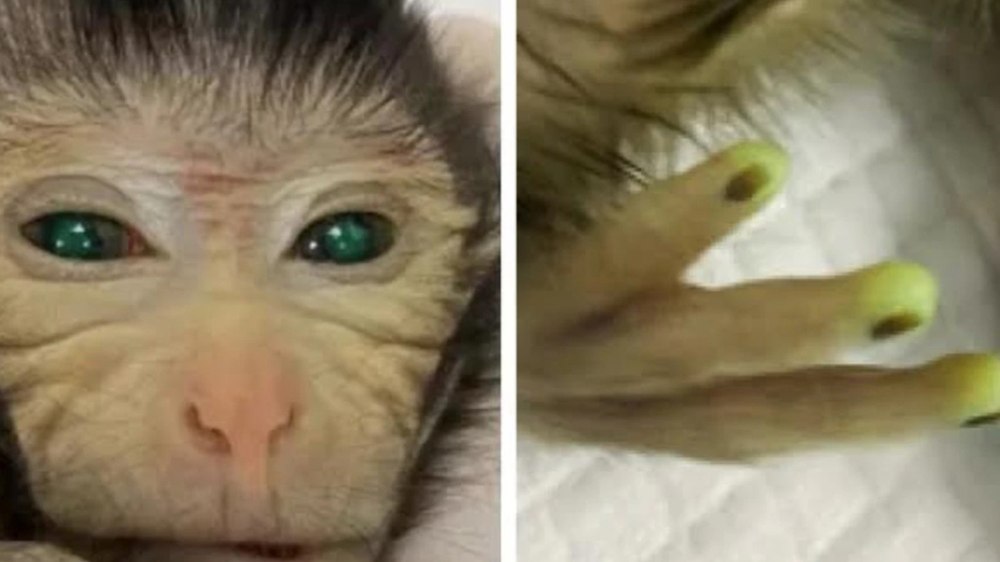 Oamenii de știință au creat o maimuță-himeră, „Frankenstein”, care strălucește în verde