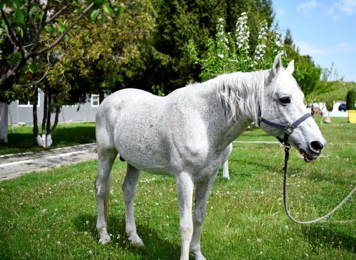 Şarlatan îşi caută o nouă casă. Foto: Arhivă