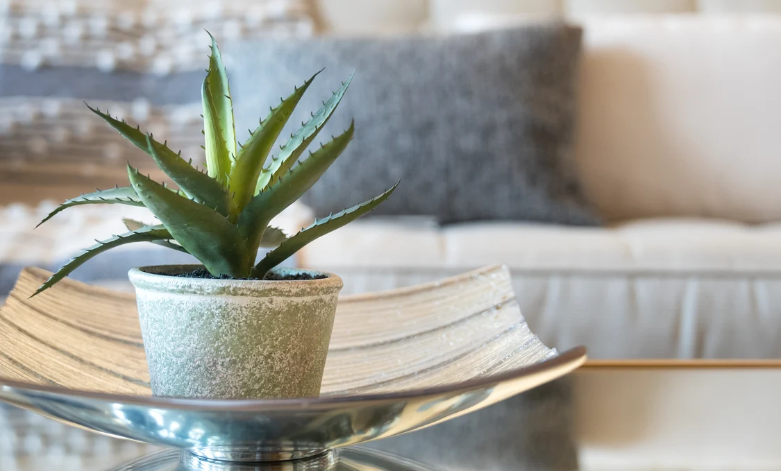 Aloe Vera, o plantă care atrage energii negative în casă FOTO Shutterstock