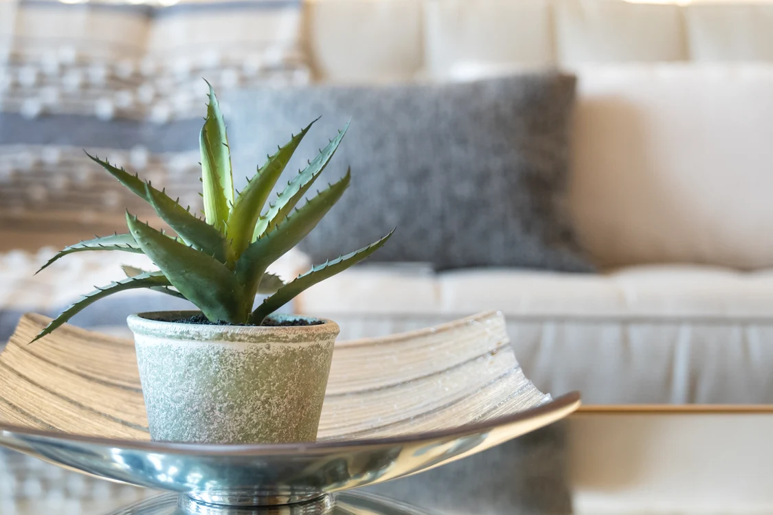 Aloe vera poate purifica aerul din jurul ei / foto: Shutterstock
