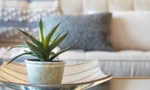 Aloe Vera FOTO Shutterstock jpg