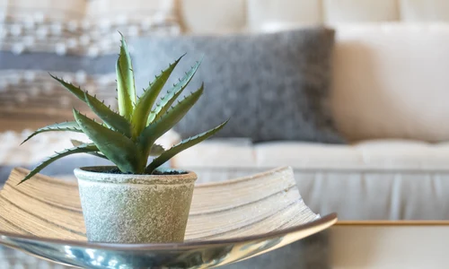 Aloe Vera FOTO Shutterstock jpg