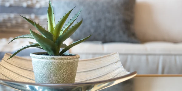 Aloe Vera FOTO Shutterstock jpg