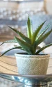 Aloe Vera FOTO Shutterstock jpg