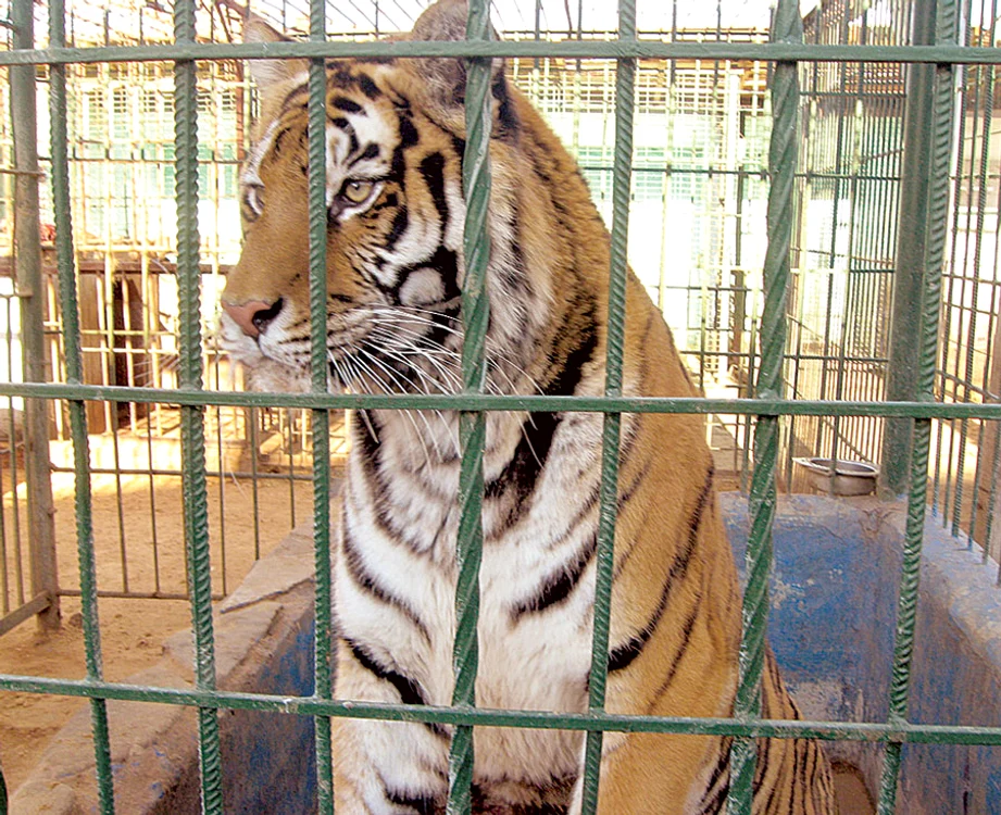 
    Katiuşa are  aproape 8 ani şi se poate adapta   fără probleme  în altă grădină  zoologică (Foto: Sandrinio Neagu)  