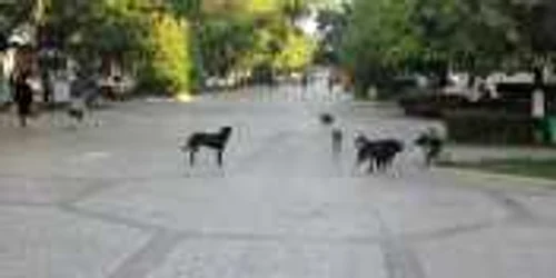 Câinii umblă nestingheriţi în haită 