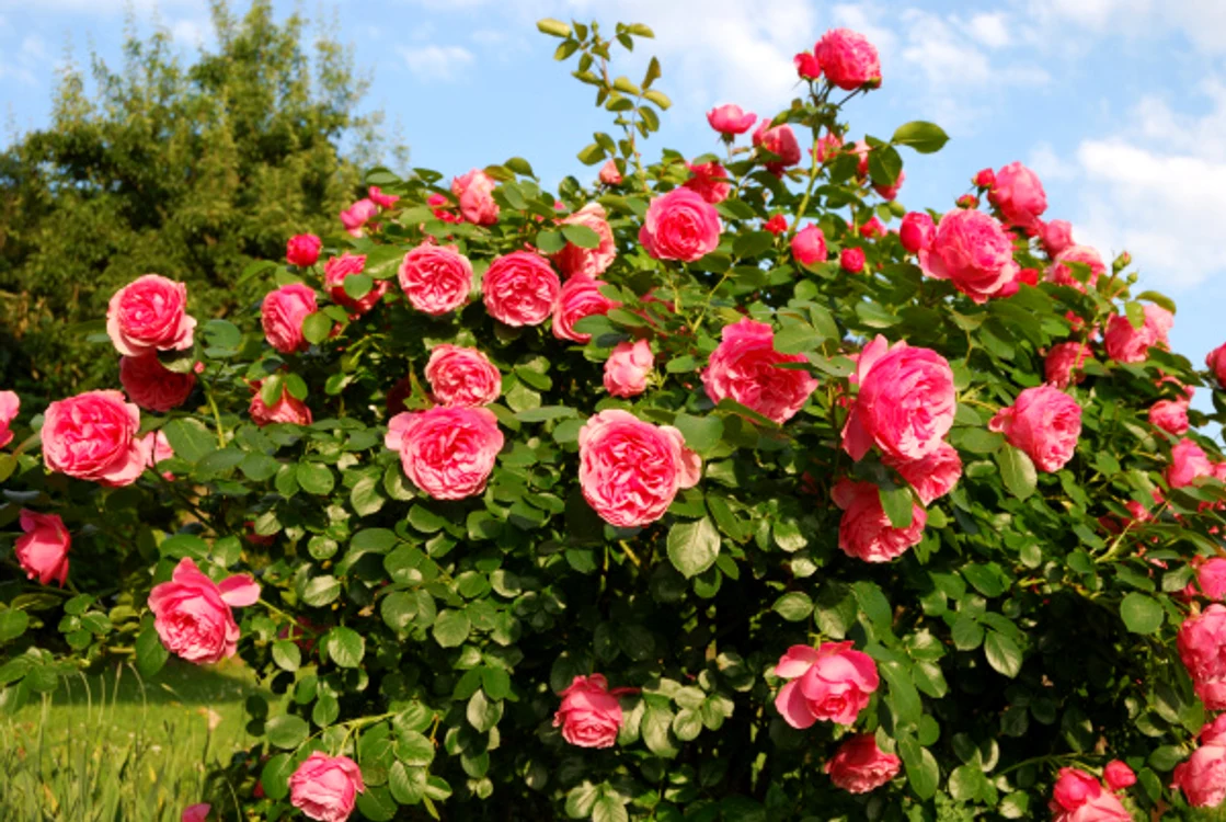 
    Trandafirul stimulează imunitatea şi are proprietăţi antioxidante remarcabile.www.clicksanatate.ro  