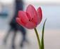 mamaia   litoral   marea neagra   lucian muntean 27 JPG