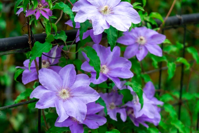 Clematis este populară printre grădinari / foto: IStock