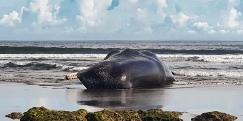 Cașalot esuat pe plaja in bali 8 aprilie 2023 foto AFP jpg