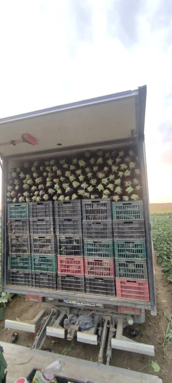 Pe un camion cu vinete un fermier va încasa bani doar cât să-i plătească pe lucrătorii care le-au cules FOTO: Mihai Chesnoiu