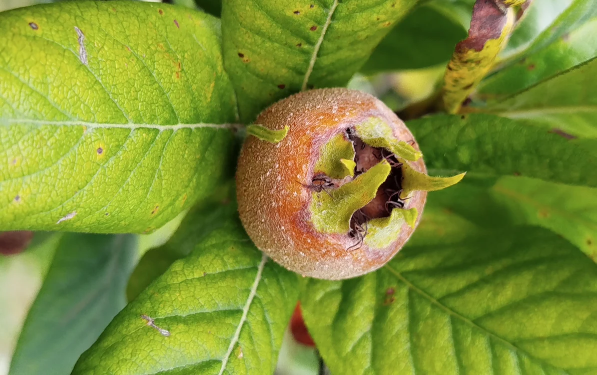 Trei copaci de moșmon, găsiți într-o zonă acoperită de vegetație / foto: Pexels