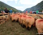 Turcana Regina muntilor sarbatoarea oierilor din Muntii Orastiei Foto Daniel Guță ADEVĂRUL (107) jpg