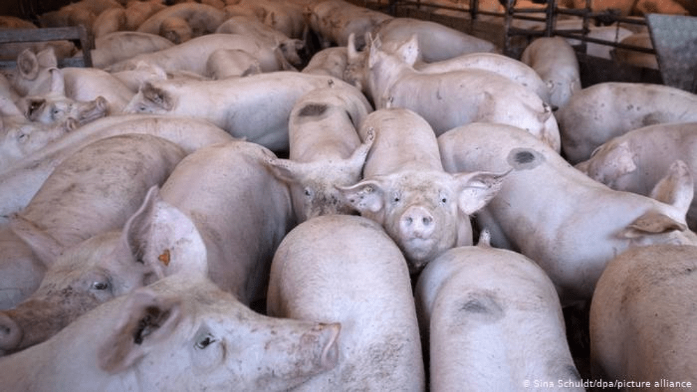 Un nou focar de pestă porcină africană a fost depistat într-o fermă a Smithfield, în Timiș