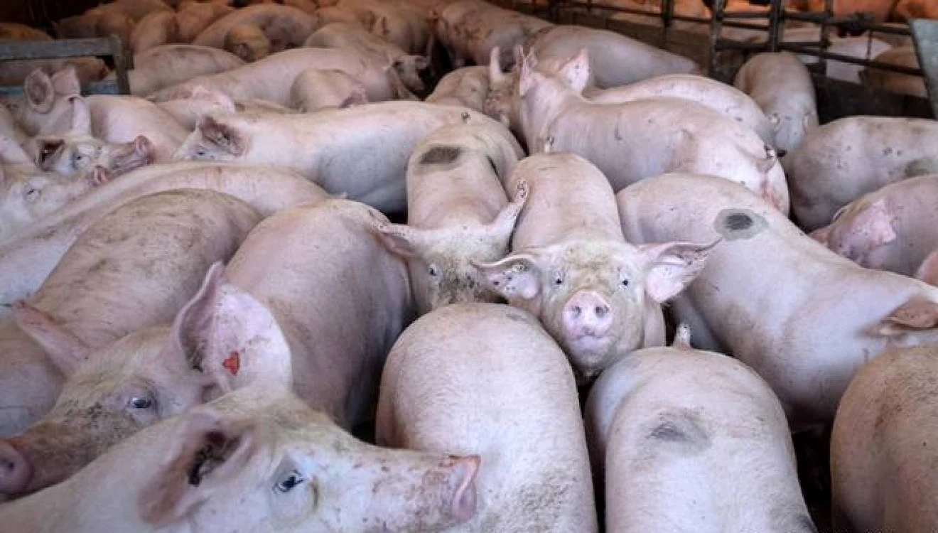 Peste 11.000 porci din fermă trebuie sacrificați FOTO: arhiva
