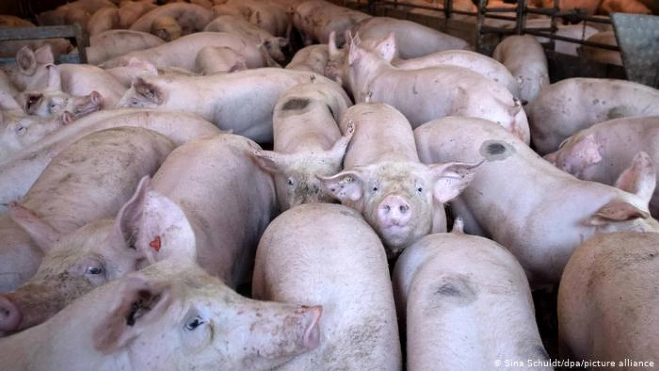 Porci într-un țarc