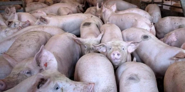 porci