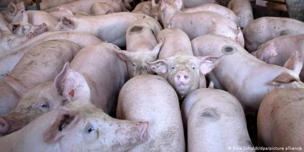 porci