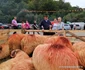 Turcana Regina muntilor sarbatoarea oierilor din Muntii Orastiei Foto Daniel Guță ADEVĂRUL (106) jpg