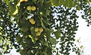Ginkgo Biloba jpeg