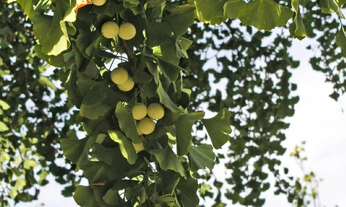Ginkgo Biloba jpeg