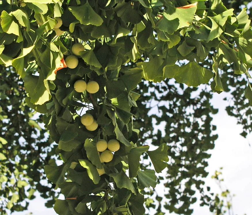 Ginkgo Biloba jpeg