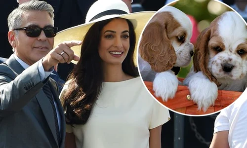george clooney amal puppies main jpeg