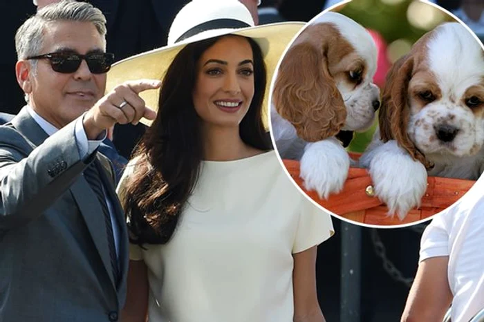 george clooney amal puppies main jpeg