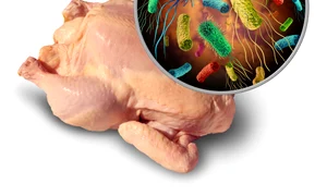 salmonella jpg