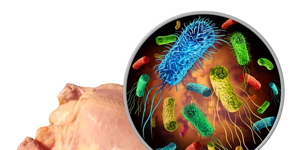 salmonella jpg