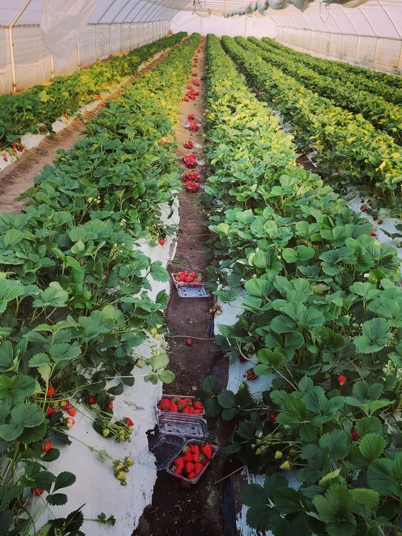 Căpșunile rămân printre cele mai căutate produse FOTO: arhiva personală Cristina Mădularu