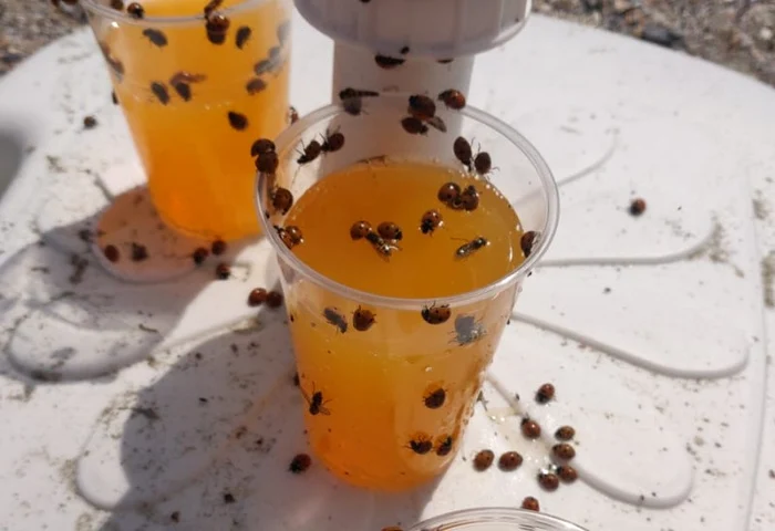 
    Invazie de buburuze pe Litoralfoto: Digi24.ro  