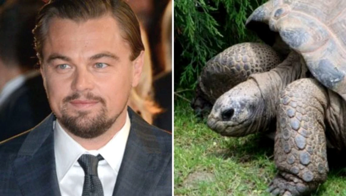 2 leonardo di caprio broasca testoasa jpg jpeg