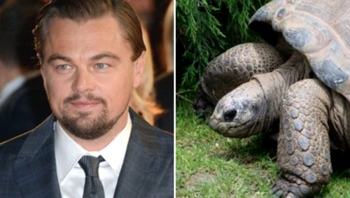 2 leonardo di caprio broasca testoasa jpg jpeg