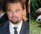 2 leonardo di caprio broasca testoasa jpg jpeg