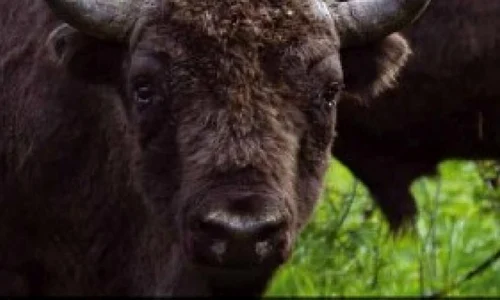 Ţinutul Neamţului – leagăn de legendă jpeg