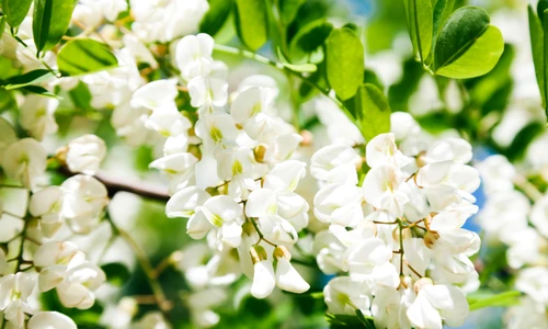 flori de salcâm shutterstock 1444110374 jpg