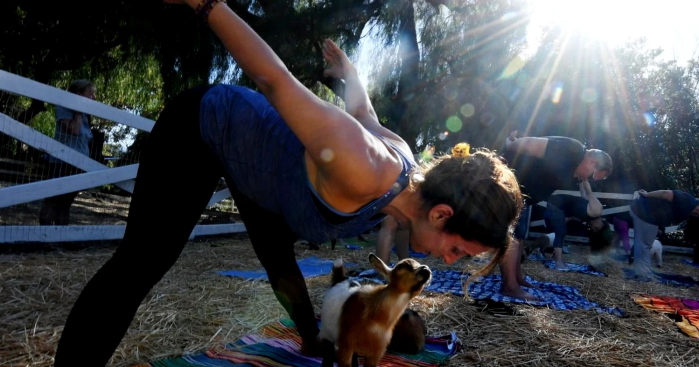 Oamenii iau cursuri de yoga alături capre organizate de Lavenderwood Farm din Thousand Oaks California FOTO AFP Mark Ralston