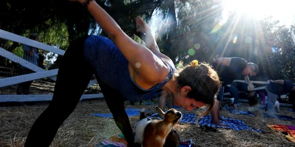 Oamenii iau cursuri de yoga alături capre organizate de Lavenderwood Farm din Thousand Oaks California FOTO AFP Mark Ralston
