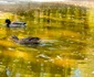 Parcul Cișmigiu FOTO Facebook/Nicușor Dan