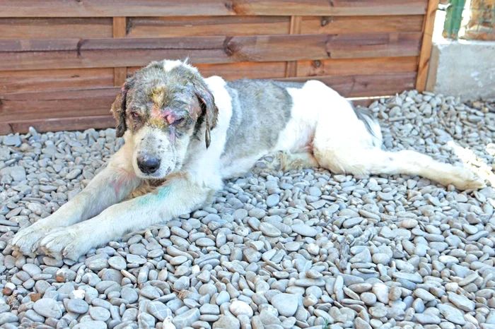 Sunny și-a revenit miraculos