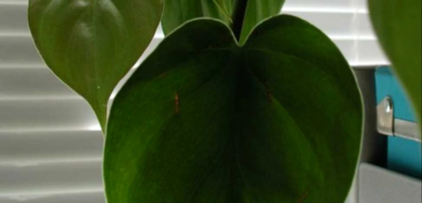 Plantele trebuie ferite de soare FOTO Arhivă