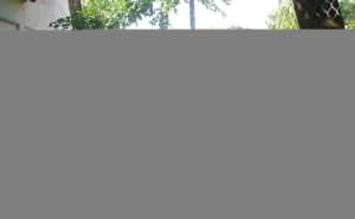 Copaci tăiaţi în zona Parcului Custozza