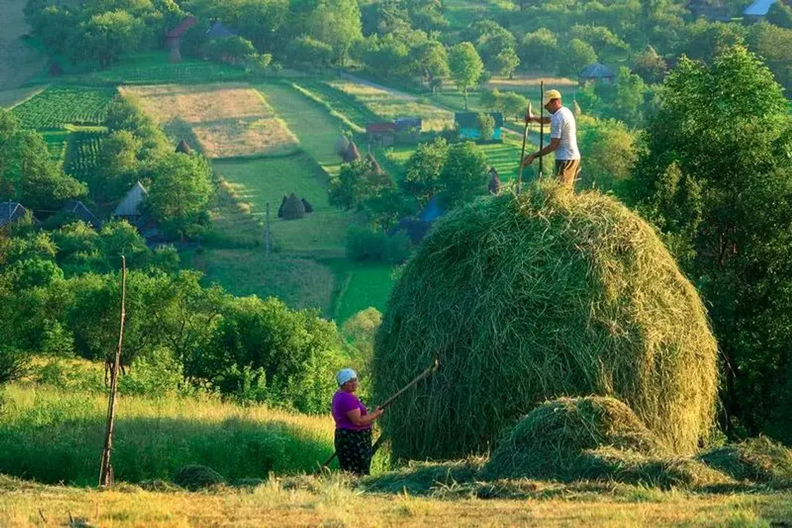 Țăranii care fac căpița cu fân 