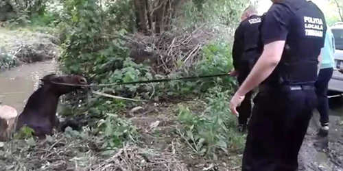 Salvarea calului FOTO polcomtim.ro